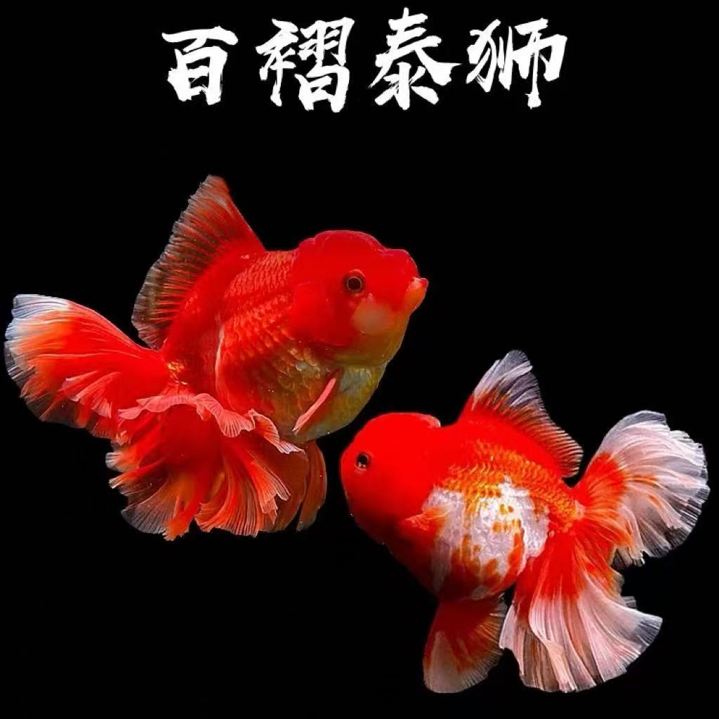 直播专用链接活体金鱼玛丽元宝泰狮