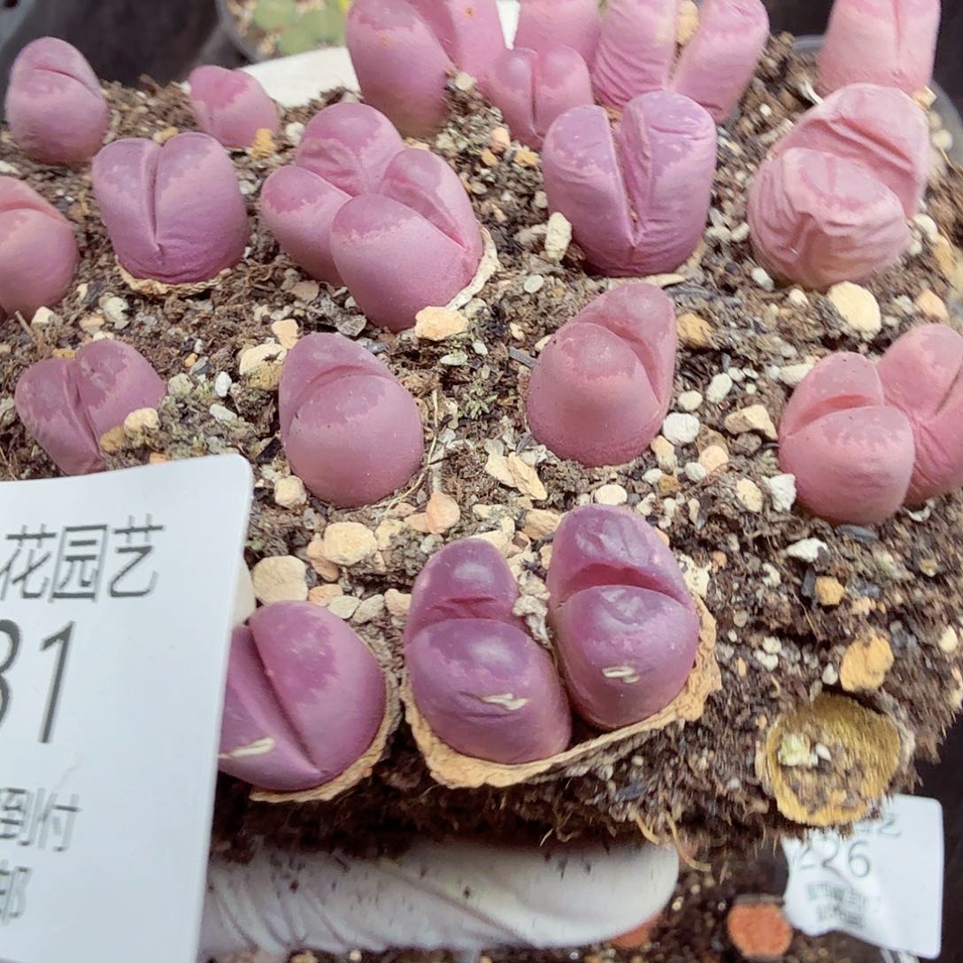 好喜欢看肖蘸唱歌跳舞231不