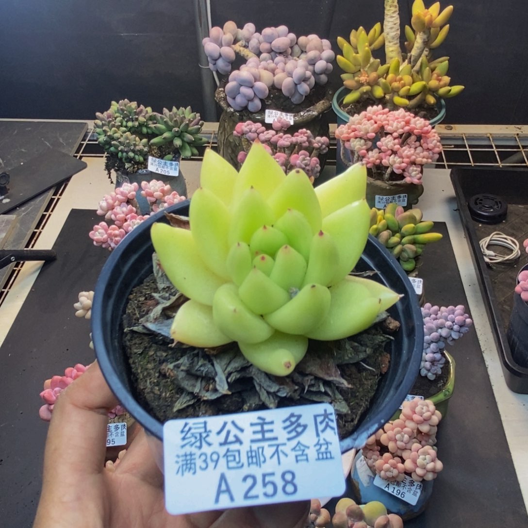 258金色乌木多肉6c m