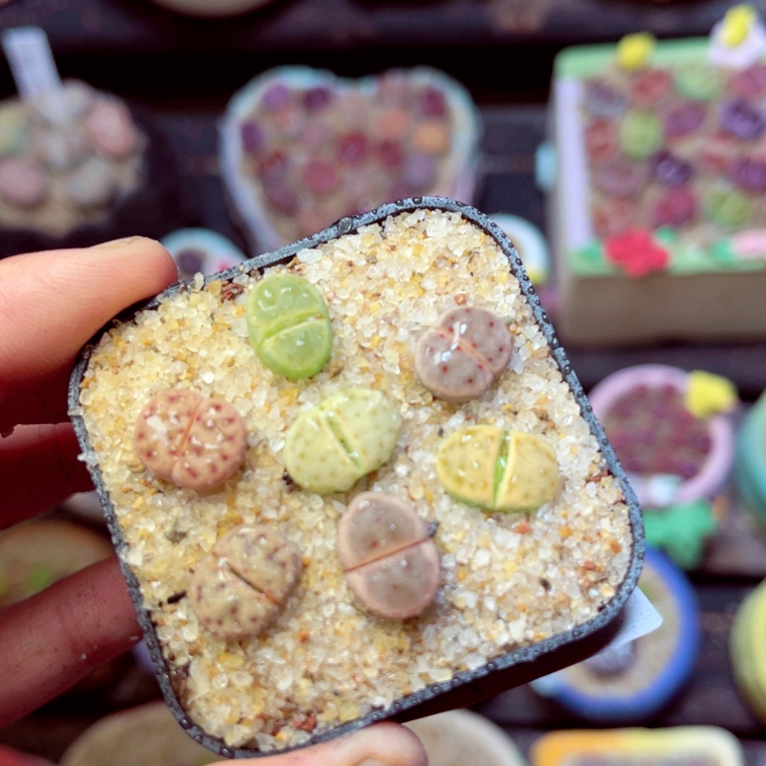 350生石花带盆发1