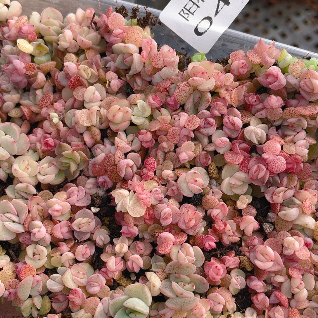 温***C多肉植物多肉植物494