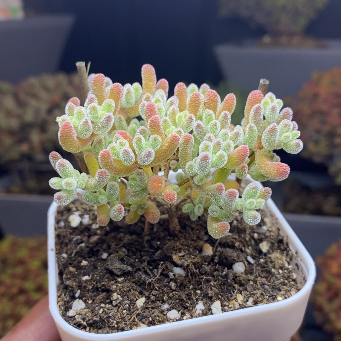 无花朵34号优选冰晶（直杆）