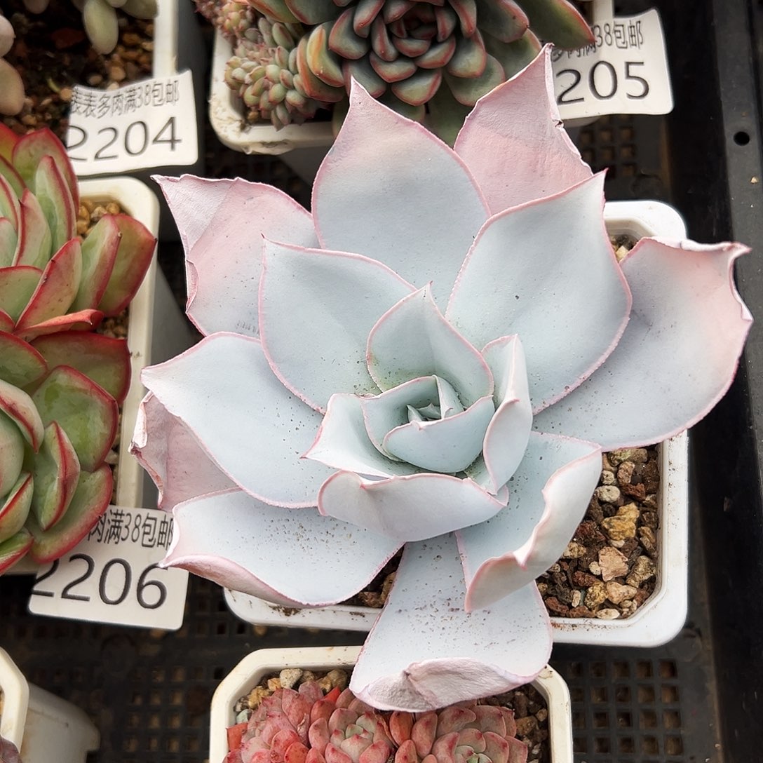 手棒花葡葡多肉一物一拍