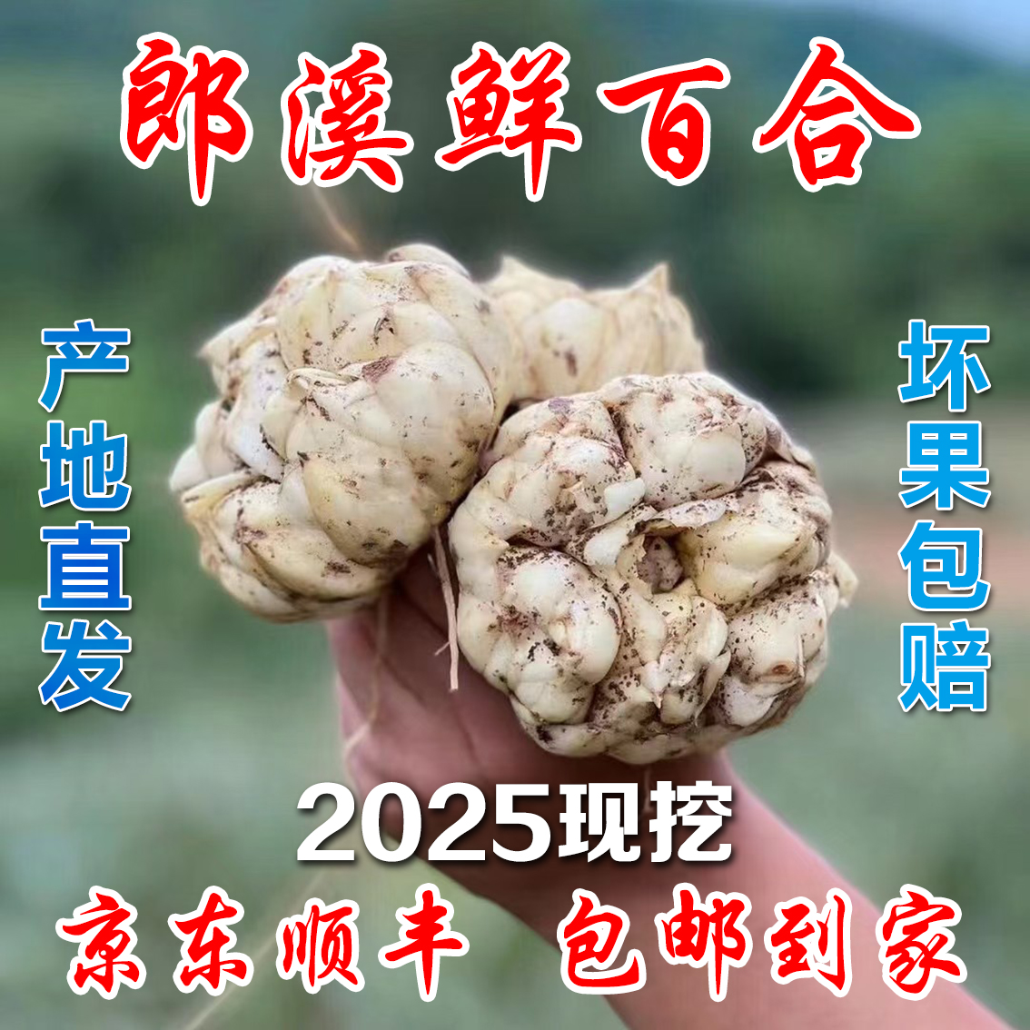 【包邮C】2025新鲜百合大果产地现挖现发产地直发京东顺丰包邮