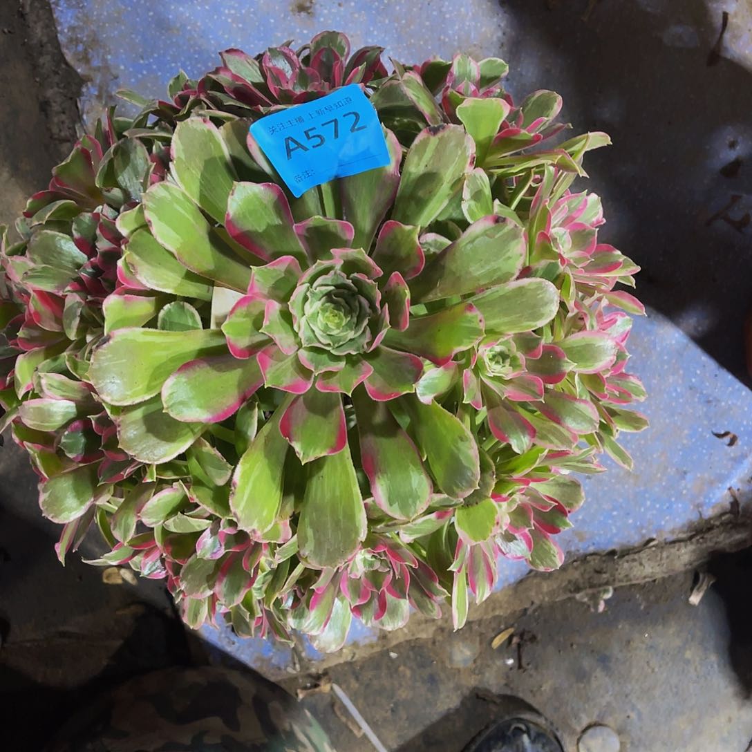 多肉粉体换纱拖土发货572