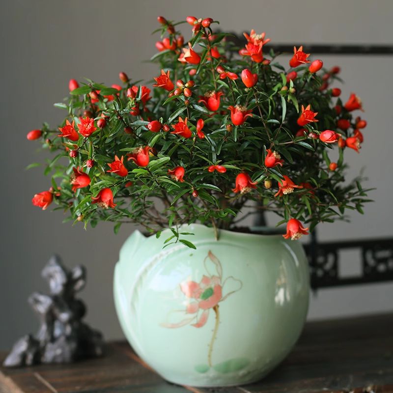 石榴花盆栽花卉植物室内四季开花爆盆室外阳台花易活家养净化空气