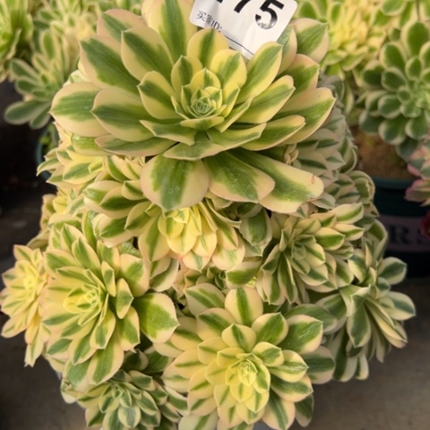 175迈巴赫18厘米左右