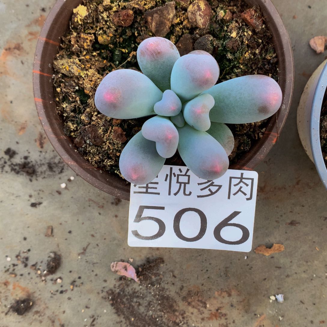 星悦多肉 大桃蛋506