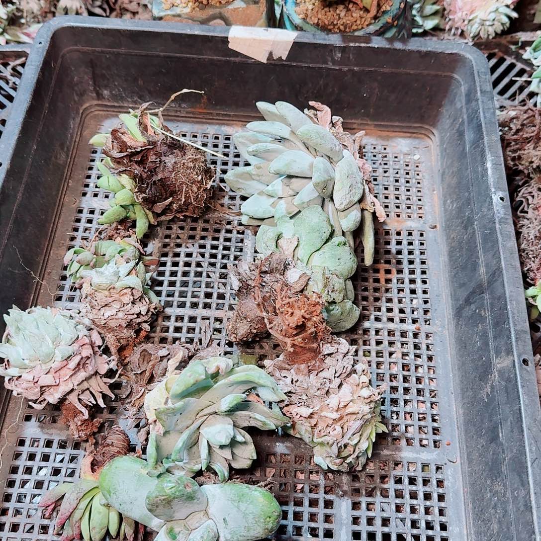 1747瑕疵框拍不售后