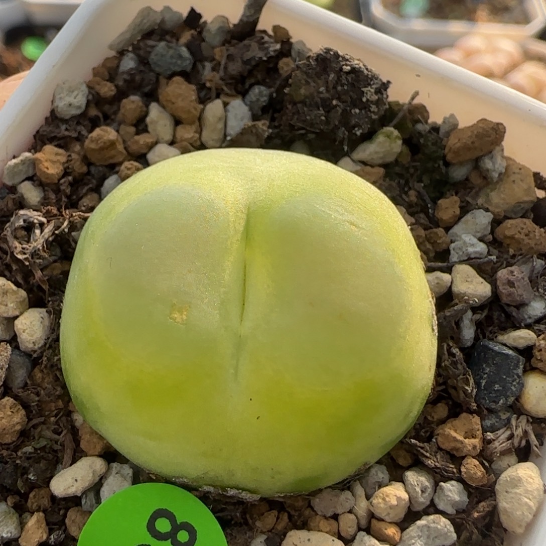 拉登2.68多肉植物838