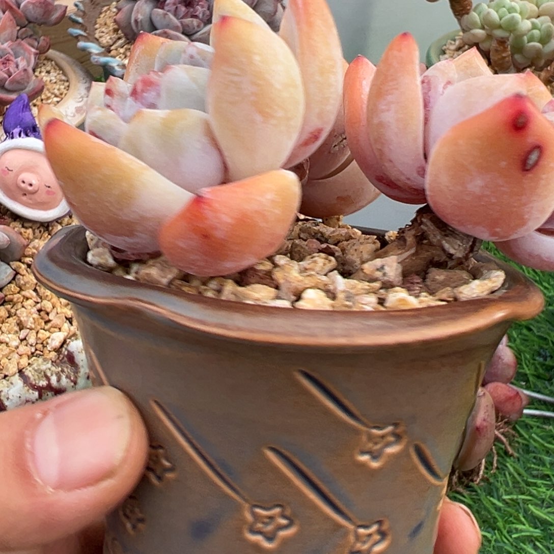 啊石榴籽星影小树福利