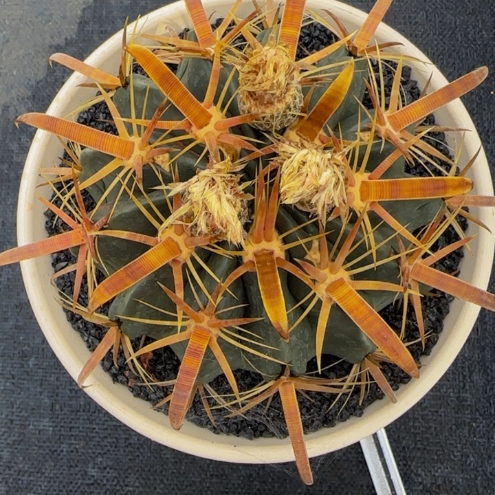 宽刺金刺日出大福利