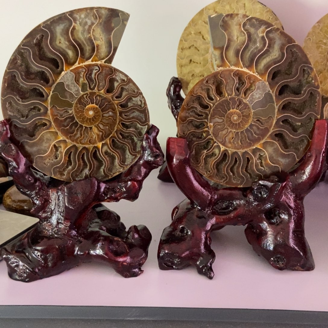 玉天然古生物化石菊螺对切