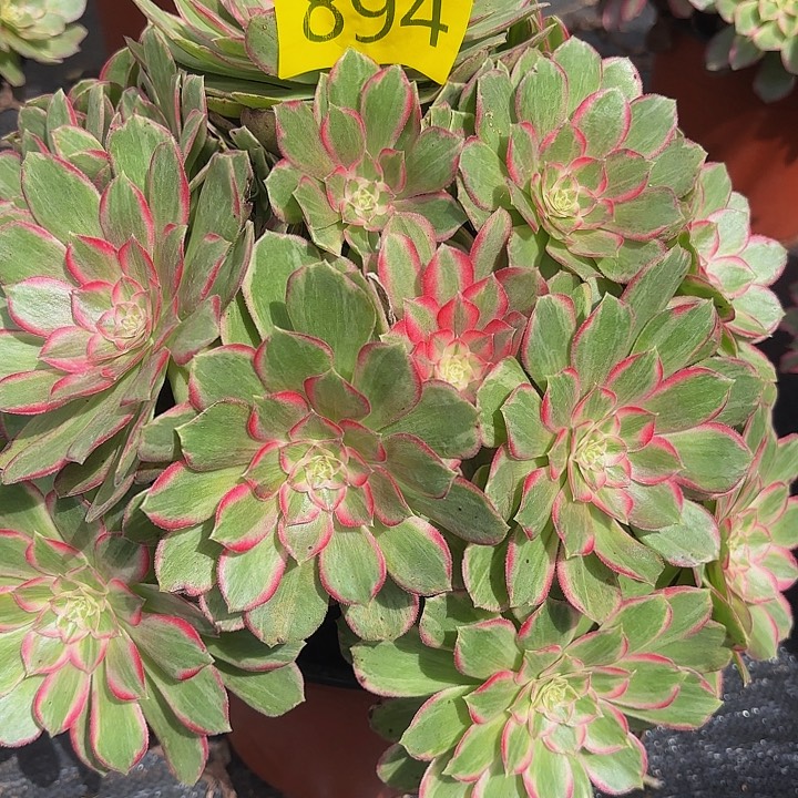 多肉植物福利894个