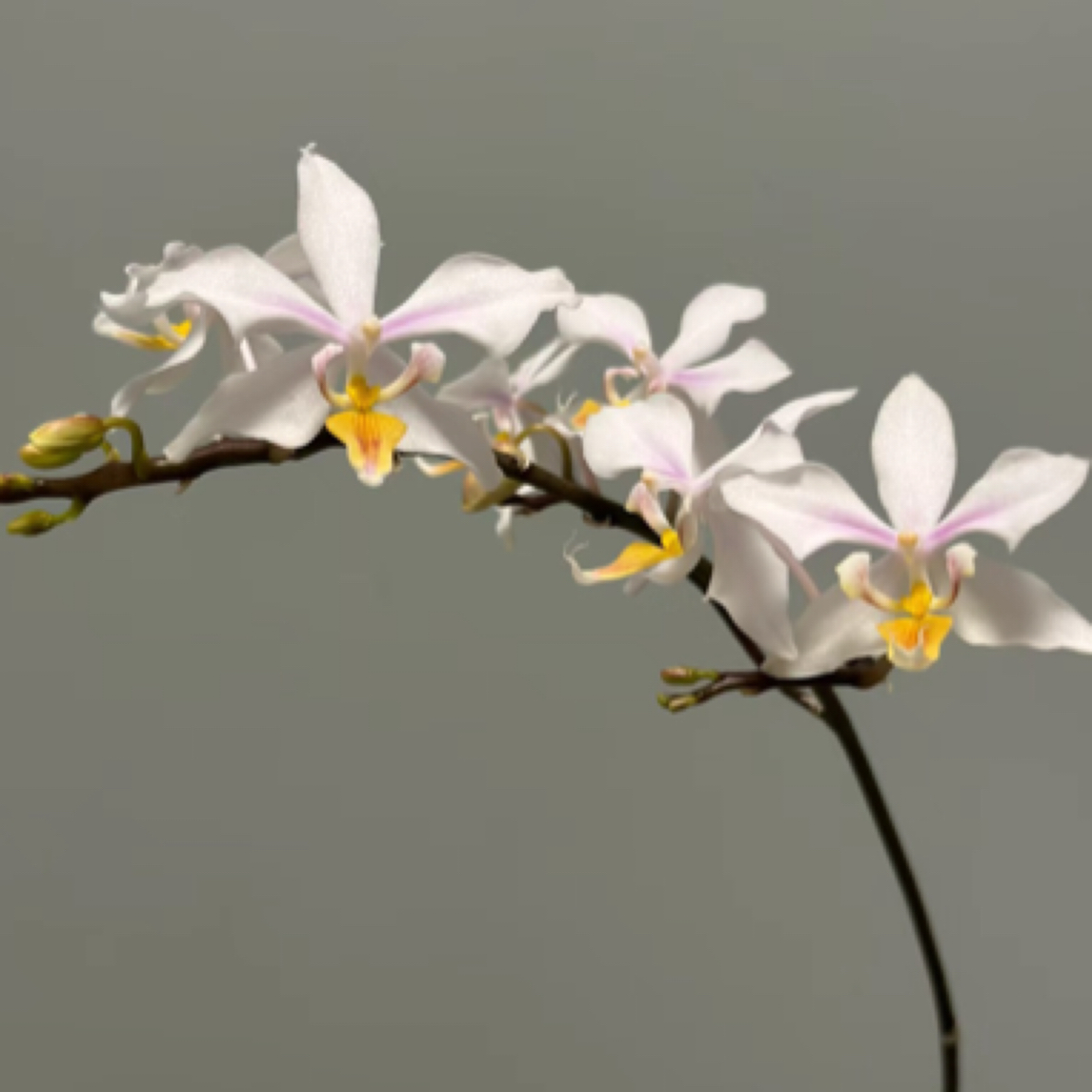 3.8杯 黄唇英特兄弟交 （ 花剑 开花株）