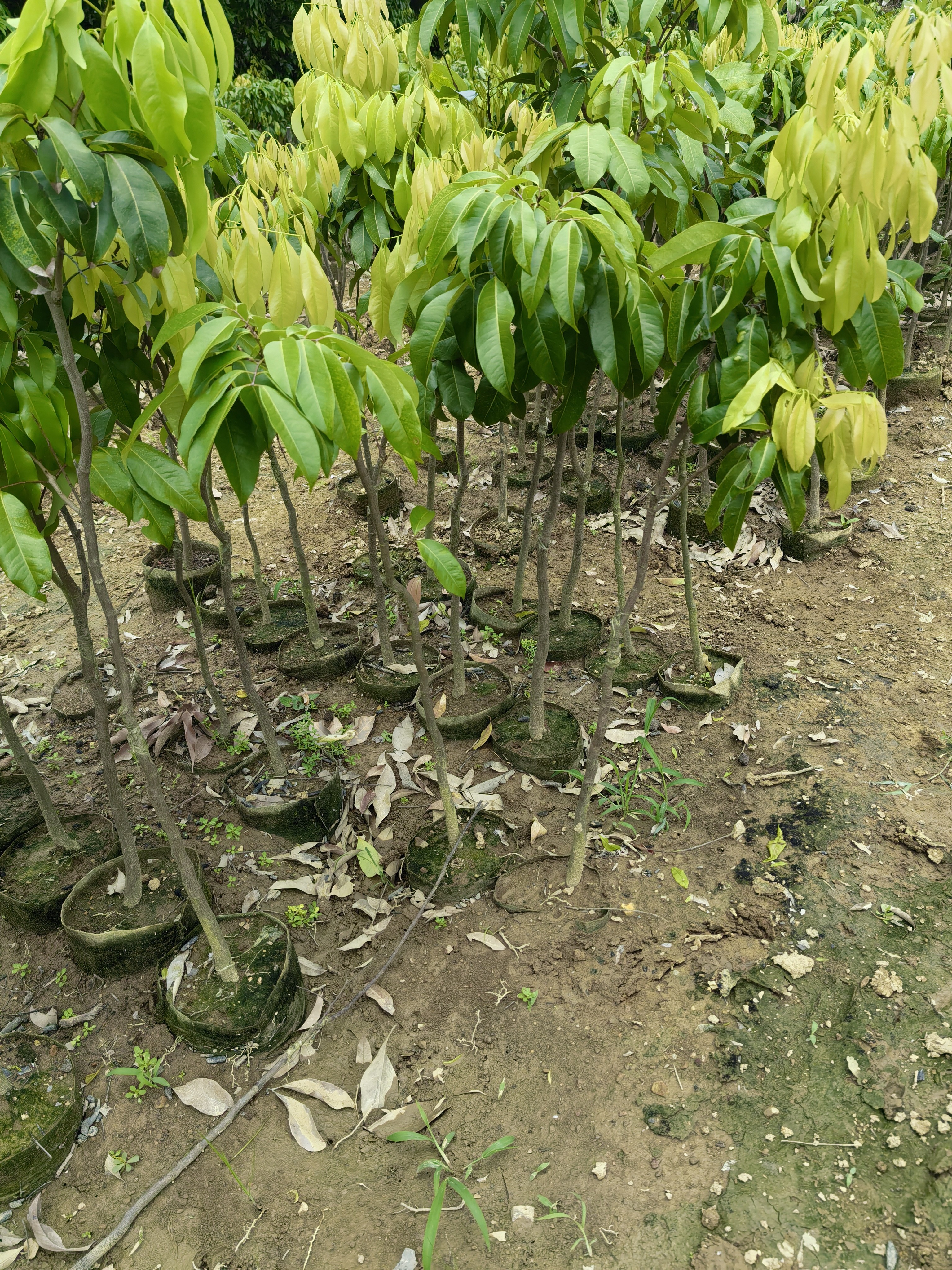 晚熟先进丰美人八月荔绿植带土带叶盆栽地栽