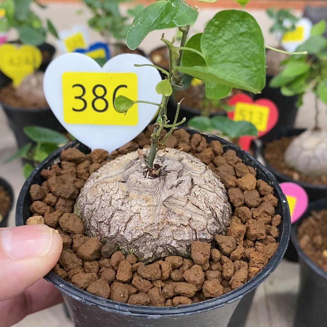 南非龟甲龙龟甲龙