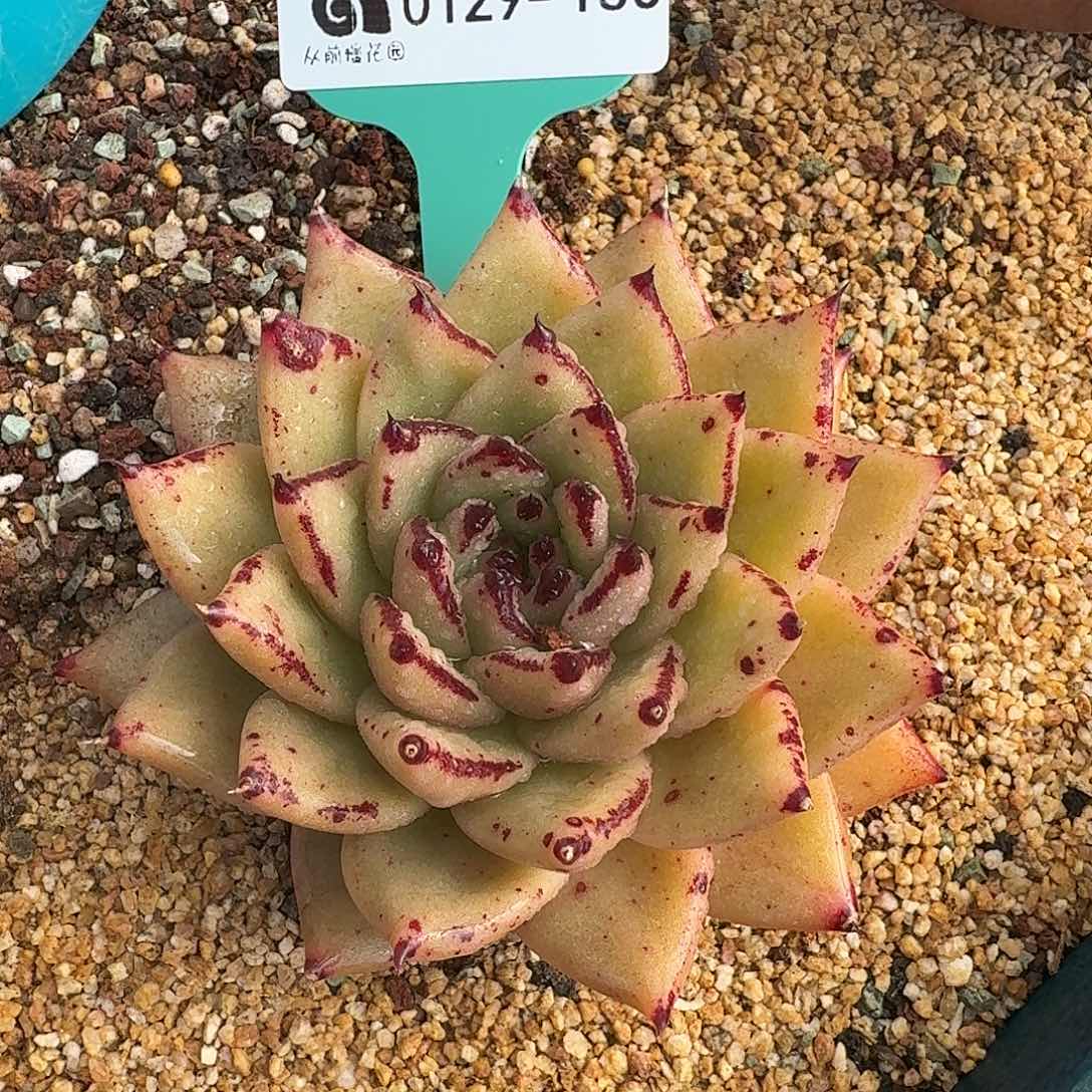 从前慢花园多肉0129-130