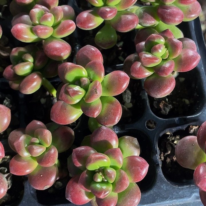 小丸叶松绿1元带土发