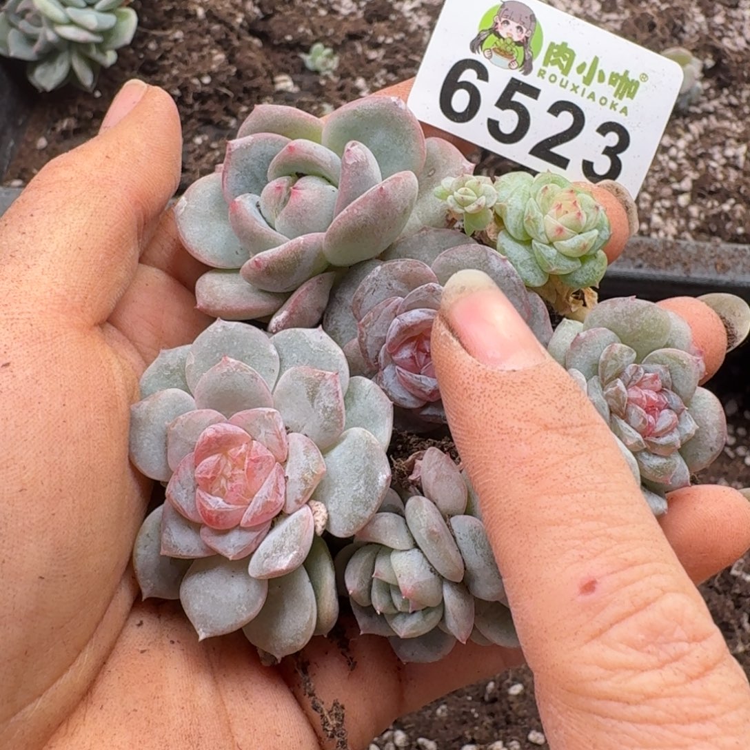多肉植物多肉植物