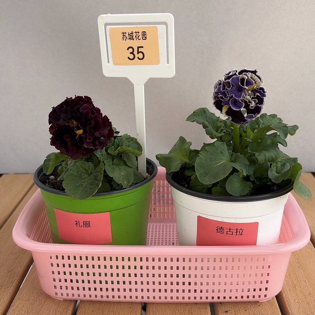 大部分开放少量花苞35