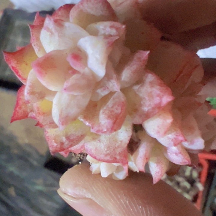 ୧****女王石化多肉植物大战