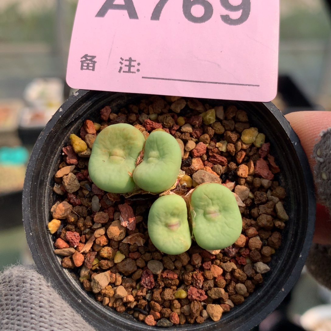 库****a769大型红嘴母本