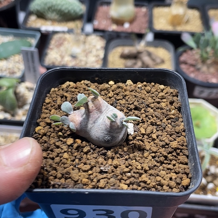 散***木930产地格加厚墩菊块根