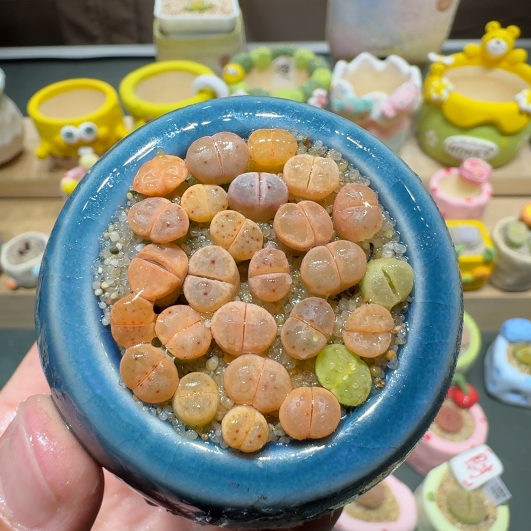 红陶蘑菇795草莓惜春