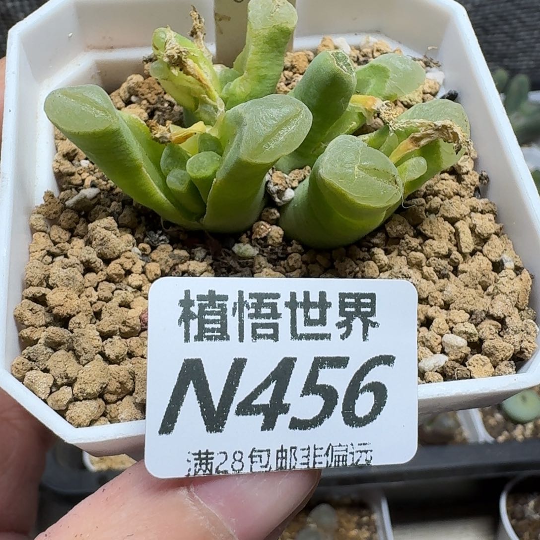 多肉植物的人生fgb