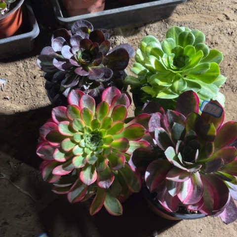 176多肉植物组合