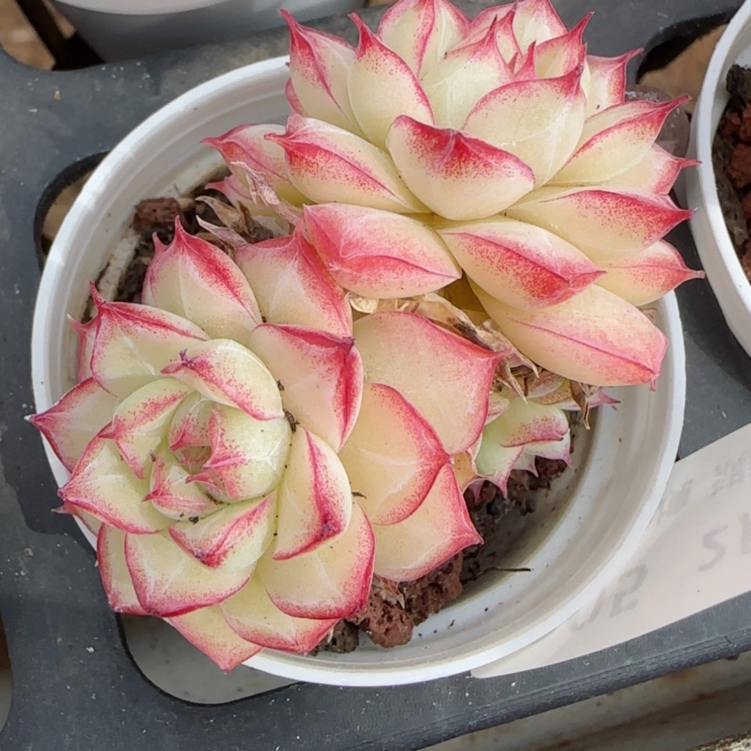 木*晨花语逸境0210-205