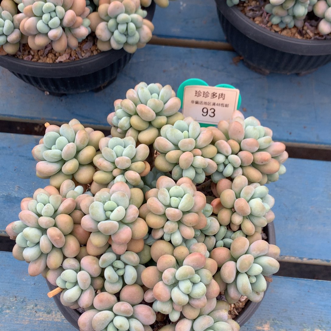 达芙妮老桩无砍平头93