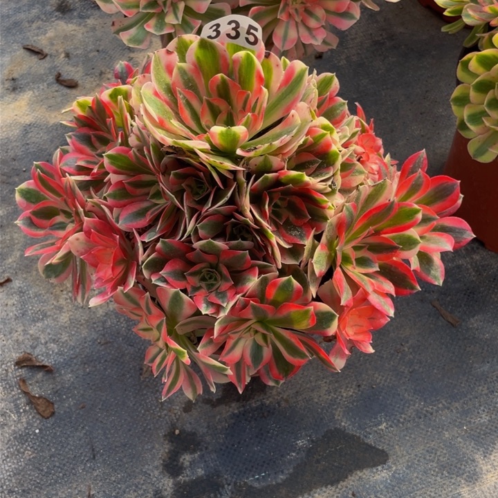 335老庄多肉法师女巫