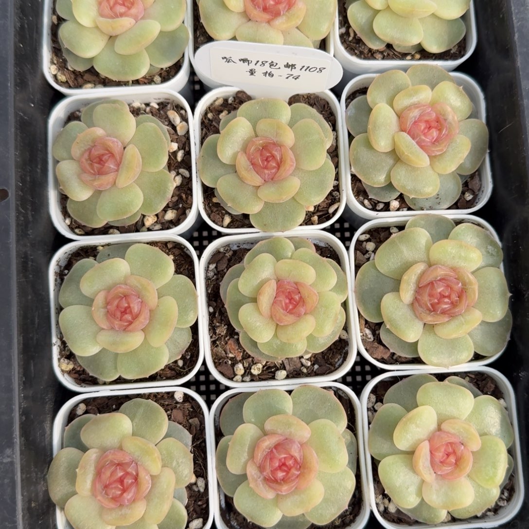 1108-74-蝴蝶恋人单头量拍