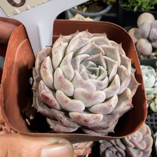 4号一物一拍多肉