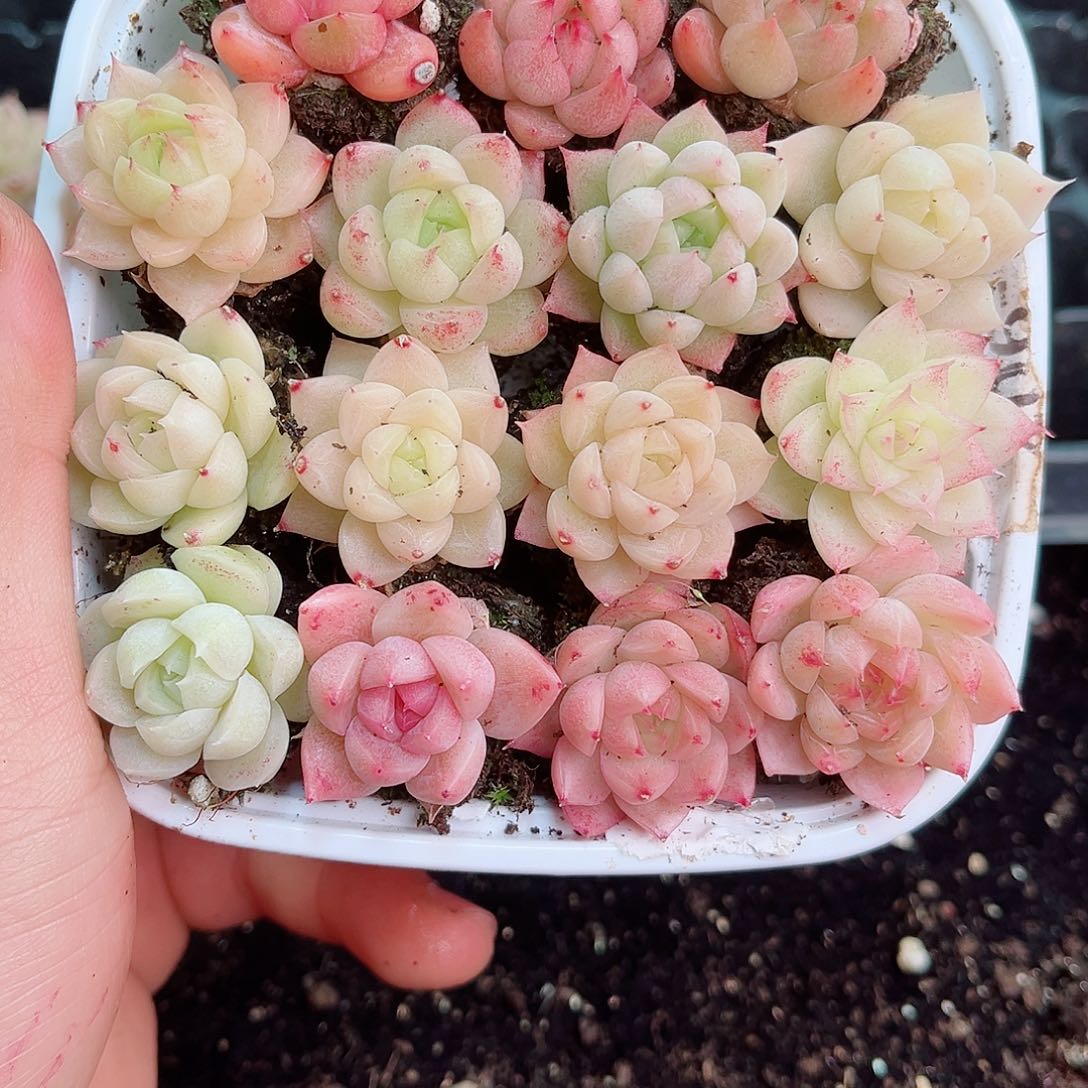 1-267新疆西藏内蒙不发 12.8包邮2-3公分多肉