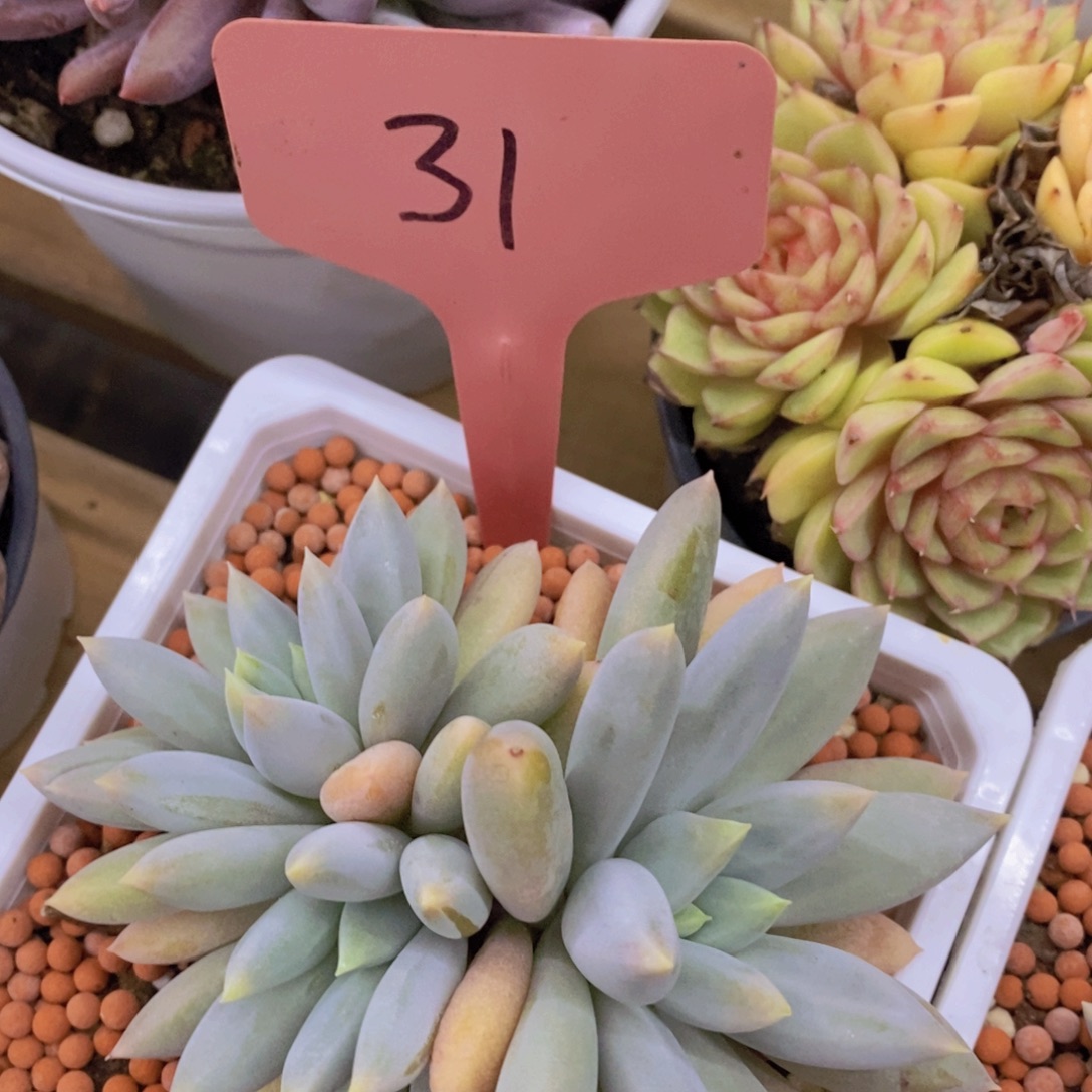 开心多肉，一单包邮，第2场