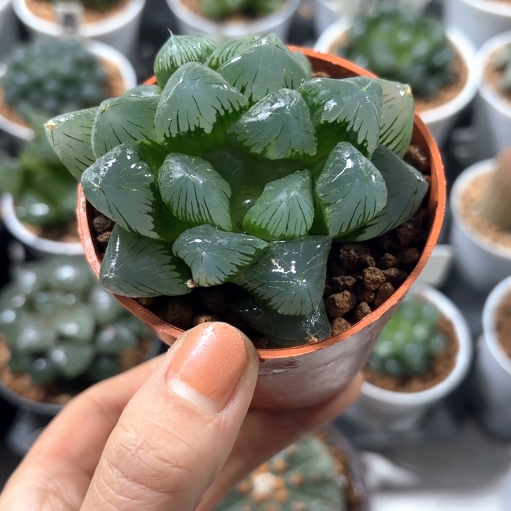 翡翠玉露多肉植物