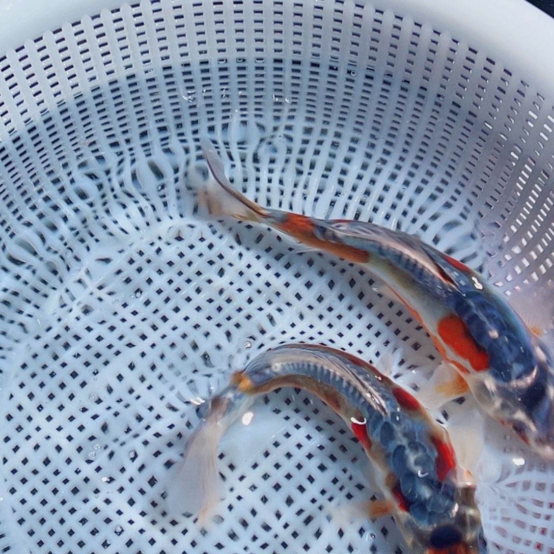 锦鲤锦鲤观赏鱼1111