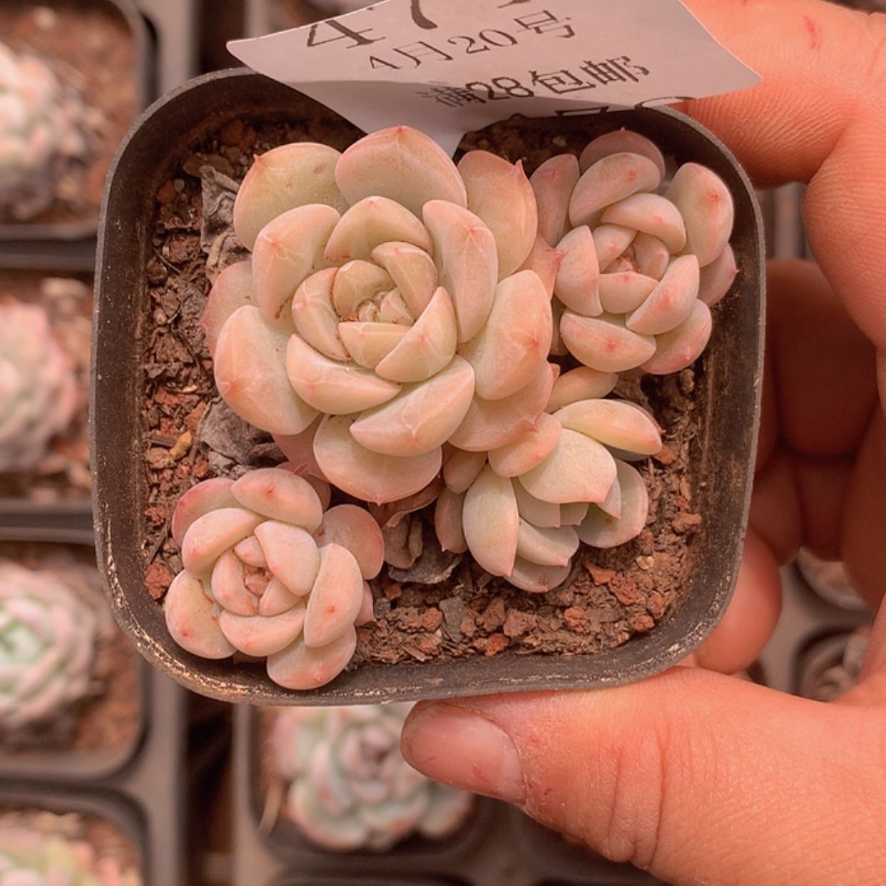 【闪购商品】云471