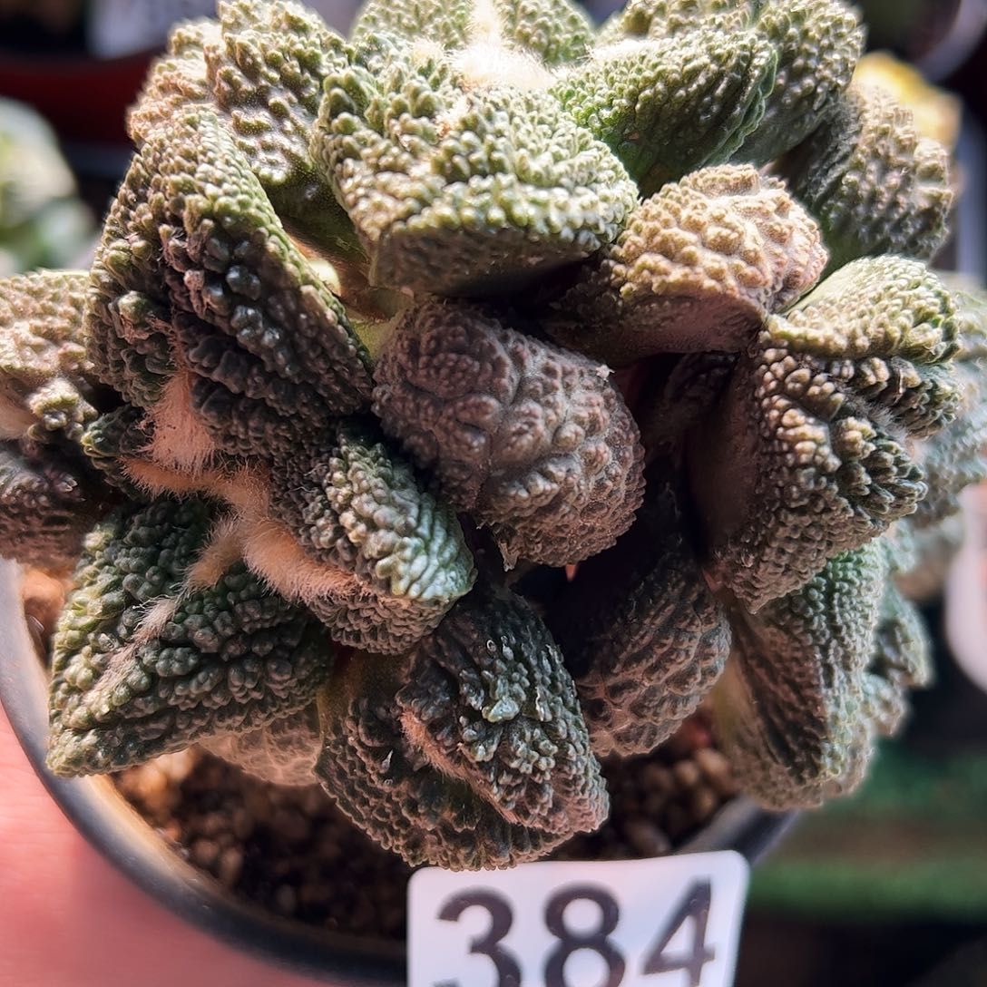 无花朵颗粒哥斯拉牡丹群384