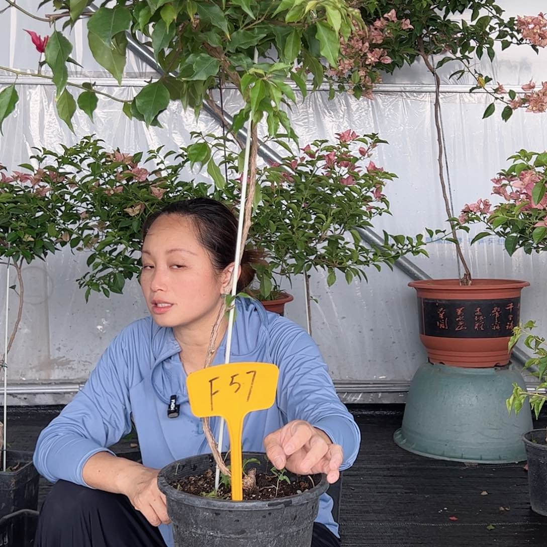 当前无花栽培后可以开花毒*F57紫红桑巴