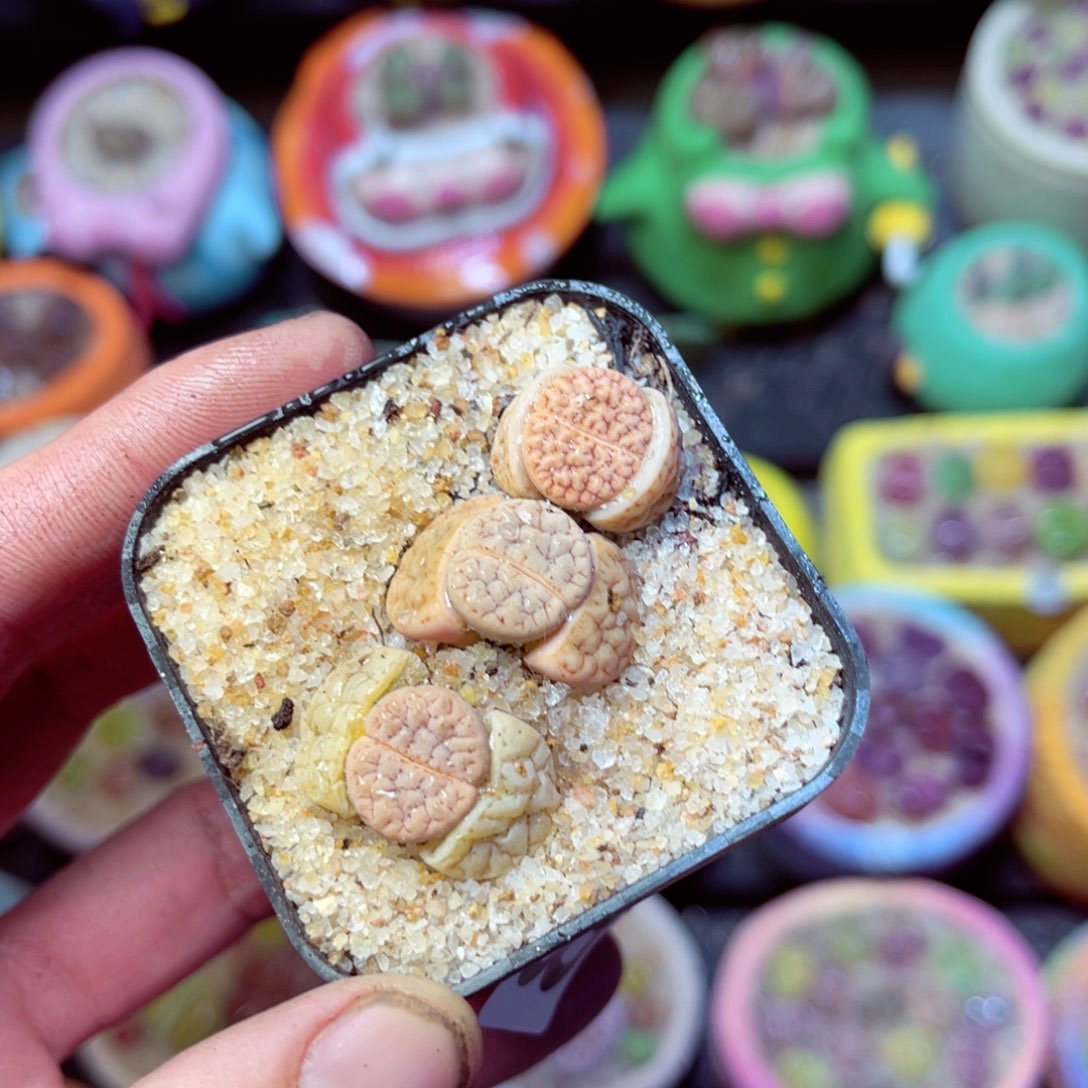 843生石花带盆发