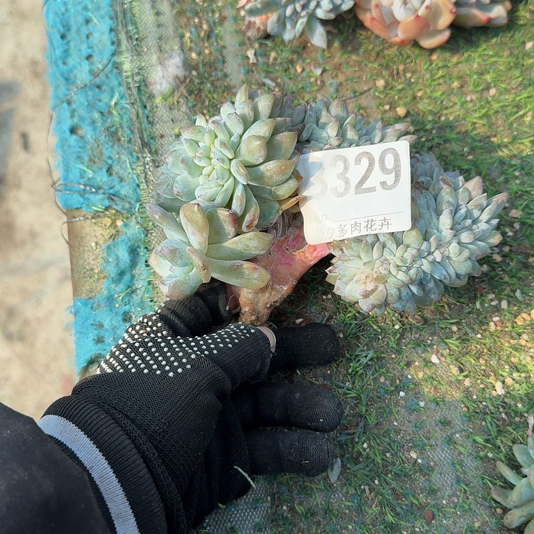 已***置星影缀化星影缀化