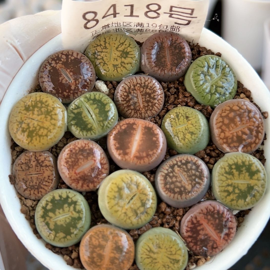 好养易活生石花大母本8418