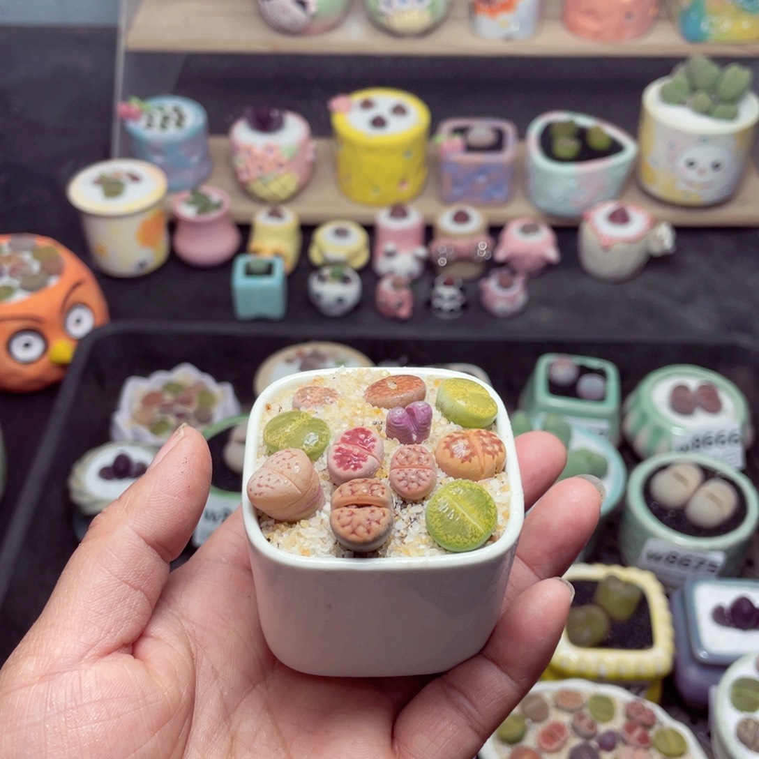 w8716 带盆土发货-零下地区拍保温箱