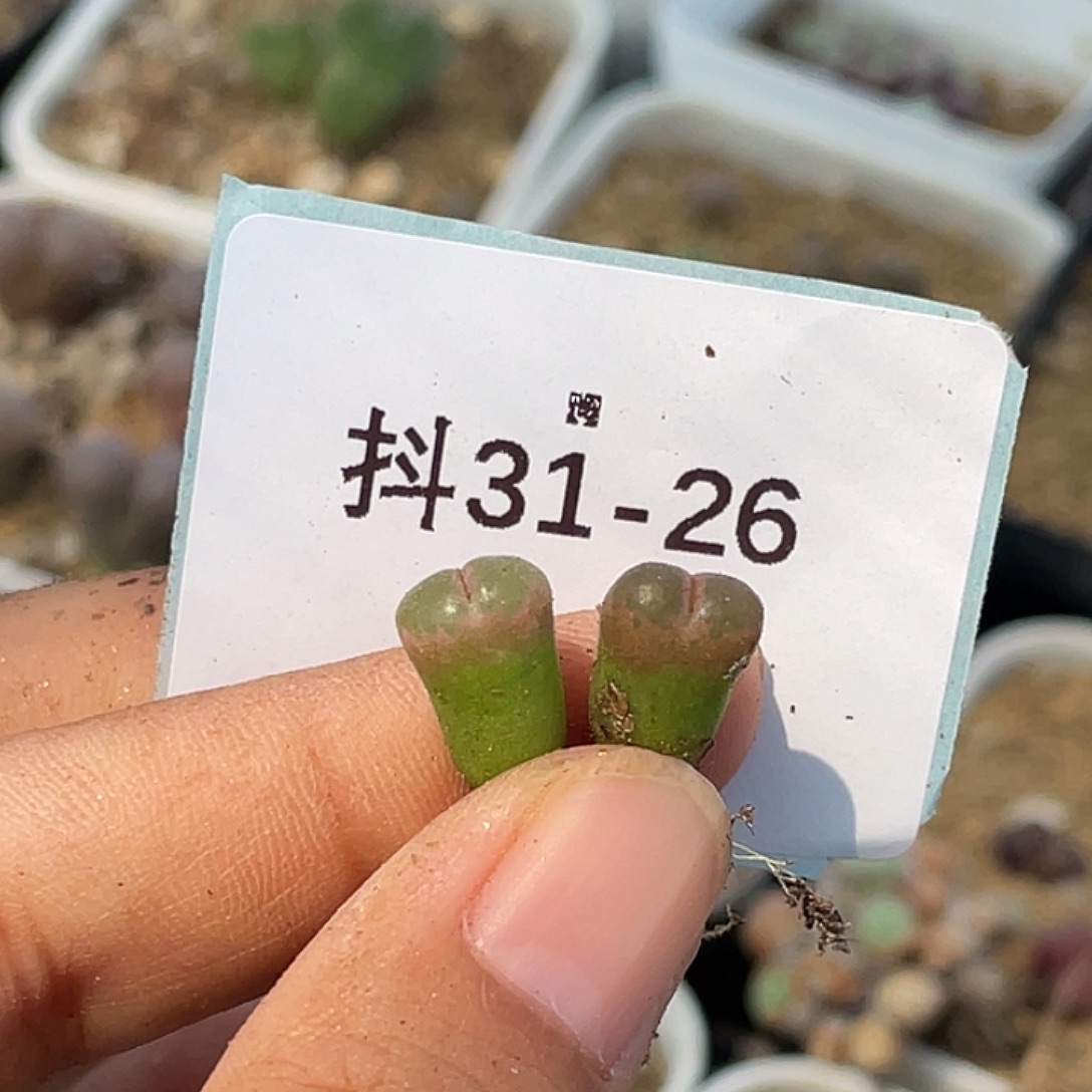 ****31-26肉锥多肉植物