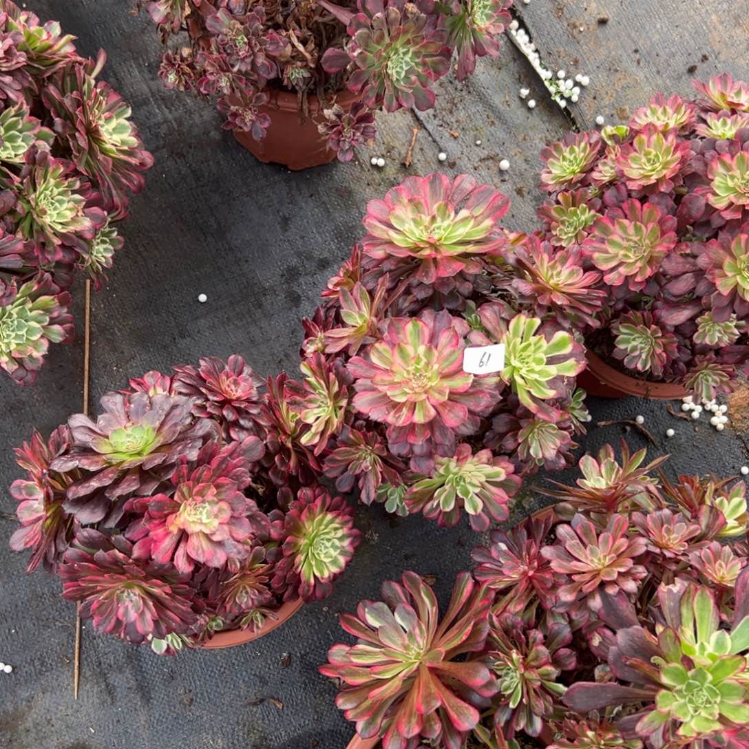 61同花顺一颗母本9.9多肉