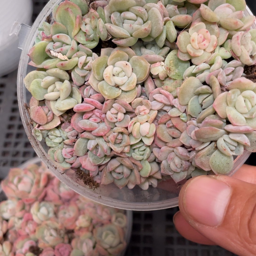 43号超推荐的欧泊切糕